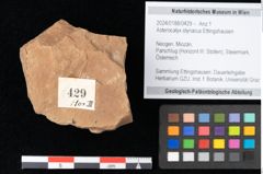 Foto (Objekt + Etikett) von Asterocalyx styriacus Ettingshausen (NHMW-GEO-2024-0188-0429)